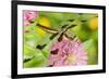 Twelve-Spot Skimmer Dragonfly Female Resting-null-Framed Photographic Print