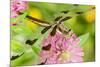 Twelve-Spot Skimmer Dragonfly Female Resting-null-Mounted Photographic Print