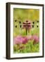 Twelve-Spot Skimmer Dragonfly Resting on Red-null-Framed Photographic Print