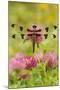 Twelve-Spot Skimmer Dragonfly Resting on Red-null-Mounted Photographic Print