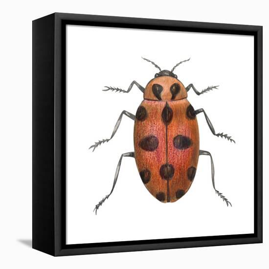 Twelve-Spotted Ladybird Beetle (Hippodamia Convergens), Insects-Encyclopaedia Britannica-Framed Stretched Canvas