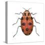 Twelve-Spotted Ladybird Beetle (Hippodamia Convergens), Insects-Encyclopaedia Britannica-Stretched Canvas
