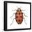 Twelve-Spotted Ladybird Beetle (Hippodamia Convergens), Insects-Encyclopaedia Britannica-Framed Poster