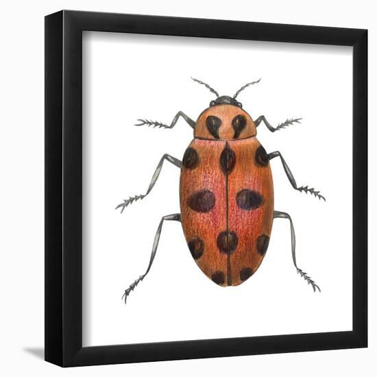 Twelve-Spotted Ladybird Beetle (Hippodamia Convergens), Insects-Encyclopaedia Britannica-Framed Poster