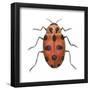 Twelve-Spotted Ladybird Beetle (Hippodamia Convergens), Insects-Encyclopaedia Britannica-Framed Poster