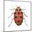 Twelve-Spotted Ladybird Beetle (Hippodamia Convergens), Insects-Encyclopaedia Britannica-Mounted Poster