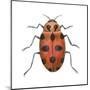 Twelve-Spotted Ladybird Beetle (Hippodamia Convergens), Insects-Encyclopaedia Britannica-Mounted Poster