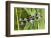 Twelve-Spotted Skimmer Male Near Wetland, Marion Co. Il-Richard ans Susan Day-Framed Photographic Print
