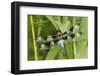 Twelve-Spotted Skimmer Male Near Wetland, Marion Co. Il-Richard ans Susan Day-Framed Photographic Print