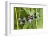 Twelve-Spotted Skimmer Male Near Wetland, Marion Co. Il-Richard ans Susan Day-Framed Photographic Print