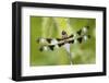 Twelve-Spotted Skimmer Male Perched on Foxtail, Marion Co. Il-Richard ans Susan Day-Framed Photographic Print