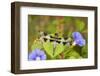 Twelve-Spotted Skimmer Male Perched on Morning Glory, Marion Co. Il-Richard ans Susan Day-Framed Photographic Print