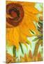 Twelve Sunflowers (detail)-Vincent van Gogh-Mounted Art Print