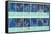 Twelve Zodiac Signs-null-Framed Stretched Canvas