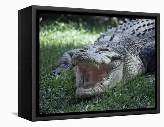 Twenty Four Foot Saltwater Crocodile (Crocodilus Porosus), Hartleys Creek, Queensland, Australia-Ian Griffiths-Framed Stretched Canvas