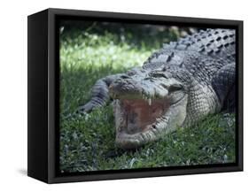 Twenty Four Foot Saltwater Crocodile (Crocodilus Porosus), Hartleys Creek, Queensland, Australia-Ian Griffiths-Framed Stretched Canvas