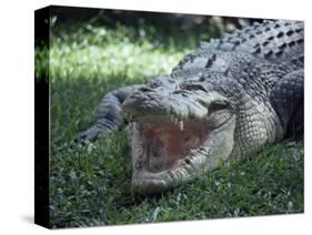 Twenty Four Foot Saltwater Crocodile (Crocodilus Porosus), Hartleys Creek, Queensland, Australia-Ian Griffiths-Stretched Canvas