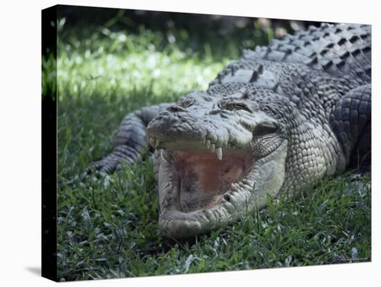 Twenty Four Foot Saltwater Crocodile (Crocodilus Porosus), Hartleys Creek, Queensland, Australia-Ian Griffiths-Stretched Canvas