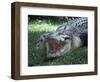 Twenty Four Foot Saltwater Crocodile (Crocodilus Porosus), Hartleys Creek, Queensland, Australia-Ian Griffiths-Framed Photographic Print