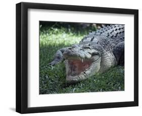 Twenty Four Foot Saltwater Crocodile (Crocodilus Porosus), Hartleys Creek, Queensland, Australia-Ian Griffiths-Framed Photographic Print