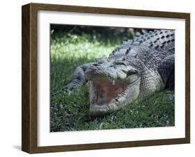 Twenty Four Foot Saltwater Crocodile (Crocodilus Porosus), Hartleys Creek, Queensland, Australia-Ian Griffiths-Framed Photographic Print