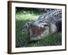 Twenty Four Foot Saltwater Crocodile (Crocodilus Porosus), Hartleys Creek, Queensland, Australia-Ian Griffiths-Framed Photographic Print