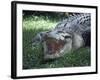 Twenty Four Foot Saltwater Crocodile (Crocodilus Porosus), Hartleys Creek, Queensland, Australia-Ian Griffiths-Framed Photographic Print