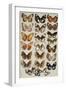 Twenty-two butterflies, all belonging to the family Nymphalidae-Marian Ellis Rowan-Framed Premium Giclee Print