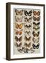 Twenty-two butterflies, all belonging to the family Nymphalidae-Marian Ellis Rowan-Framed Giclee Print