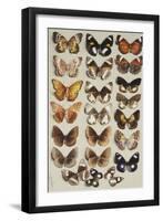 Twenty-two butterflies, all belonging to the family Nymphalidae-Marian Ellis Rowan-Framed Giclee Print