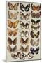 Twenty-two butterflies, all belonging to the family Nymphalidae-Marian Ellis Rowan-Mounted Giclee Print