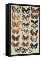 Twenty-two butterflies, all belonging to the family Nymphalidae-Marian Ellis Rowan-Framed Stretched Canvas