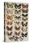 Twenty-two butterflies, all belonging to the family Nymphalidae-Marian Ellis Rowan-Stretched Canvas