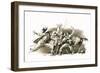 Twenty Years After: the Capture of D'Artagnan-John Millar Watt-Framed Giclee Print