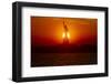 Twice a Year-Michael Castellano-Framed Photographic Print
