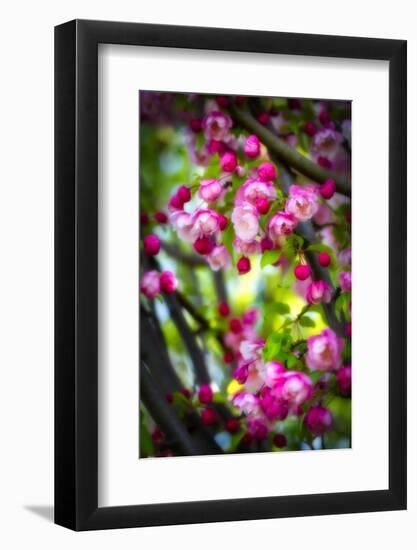 Twice As Nice-Philippe Sainte-Laudy-Framed Photographic Print