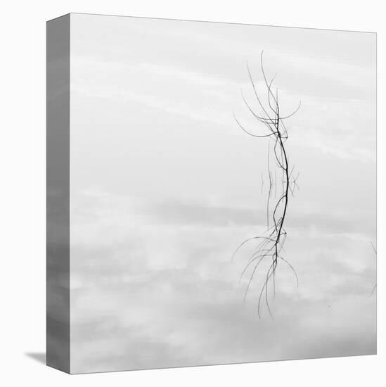 Twig Hyatt Lake-Shane Settle-Stretched Canvas