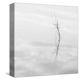 Twig Hyatt Lake-Shane Settle-Stretched Canvas