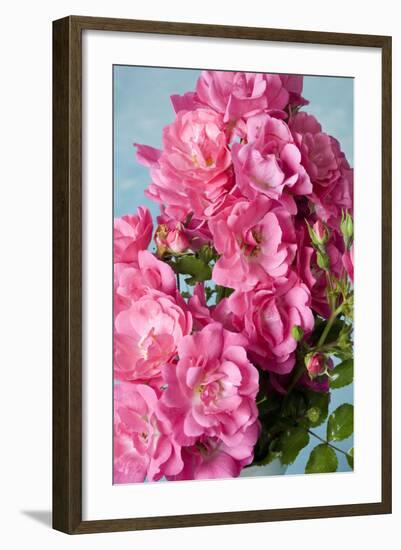 Twig of a Dog Rose with Many Blossoms-Brigitte Protzel-Framed Photographic Print