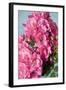 Twig of a Dog Rose with Many Blossoms-Brigitte Protzel-Framed Photographic Print