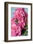 Twig of a Dog Rose with Many Blossoms-Brigitte Protzel-Framed Photographic Print