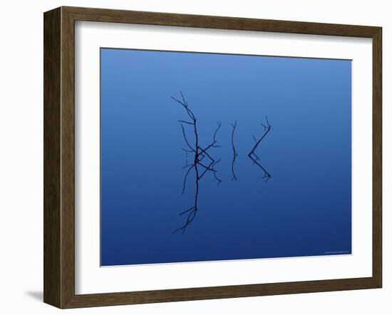 Twig Reflections, Coot Bay Pond, Everglades National Park, Florida, USA-James Hager-Framed Photographic Print