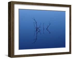Twig Reflections, Coot Bay Pond, Everglades National Park, Florida, USA-James Hager-Framed Photographic Print