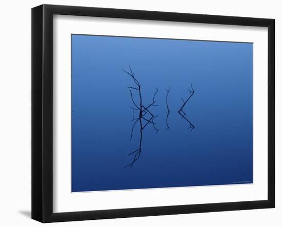 Twig Reflections, Coot Bay Pond, Everglades National Park, Florida, USA-James Hager-Framed Photographic Print