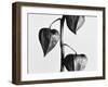 Twig with seed pods-Panoramic Images-Framed Photographic Print