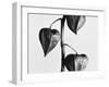 Twig with seed pods-Panoramic Images-Framed Photographic Print