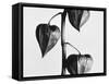 Twig with seed pods-Panoramic Images-Framed Stretched Canvas