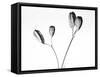 Twig with seed pods-Panoramic Images-Framed Stretched Canvas