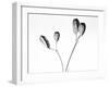 Twig with seed pods-Panoramic Images-Framed Photographic Print