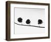 Twig-Panoramic Images-Framed Photographic Print